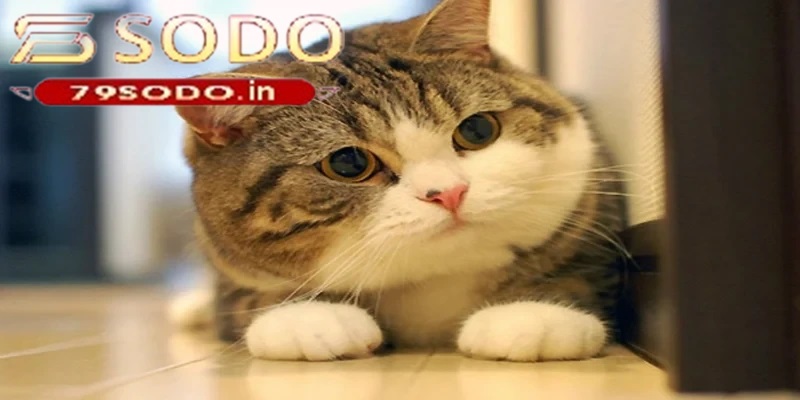 Tổng quan về giấc mơ thấy mèo tại 79sodo
