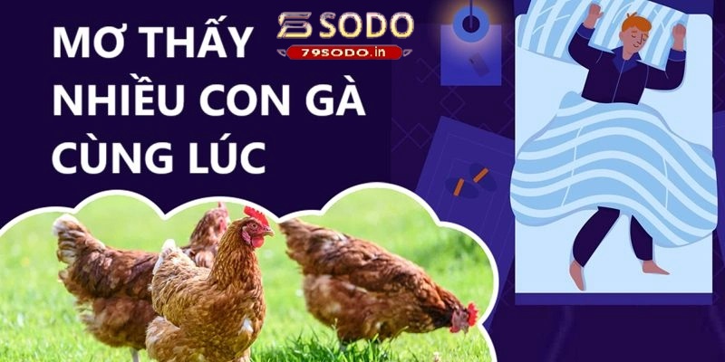 Giấc mơ nhiều gà con một lúc có ý nghĩa gì