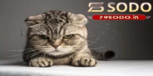 Mơ thấy mèo nên đánh số bảo nhiêu