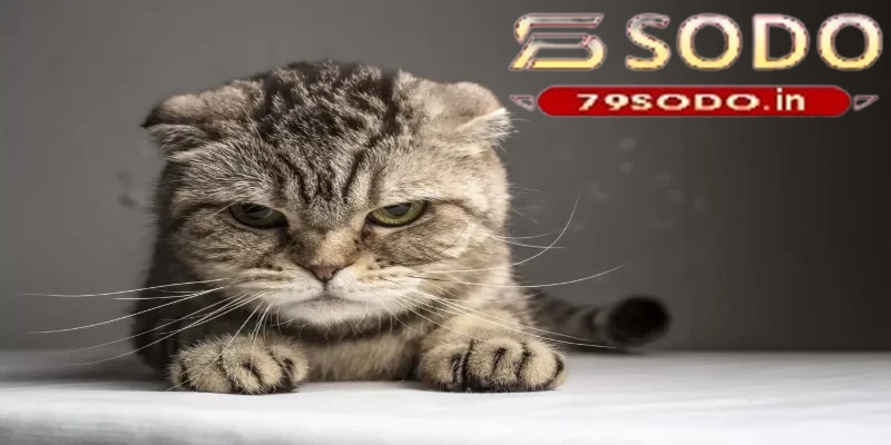 Mơ thấy mèo nên đánh số bảo nhiêu