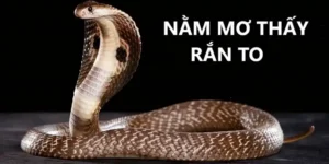 Giải mã một số giấc mơ thấy rắn